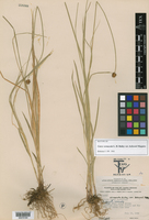 Carex vernacula var. hobsonii image