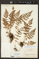 Woodsia obtusa subsp. occidentalis image