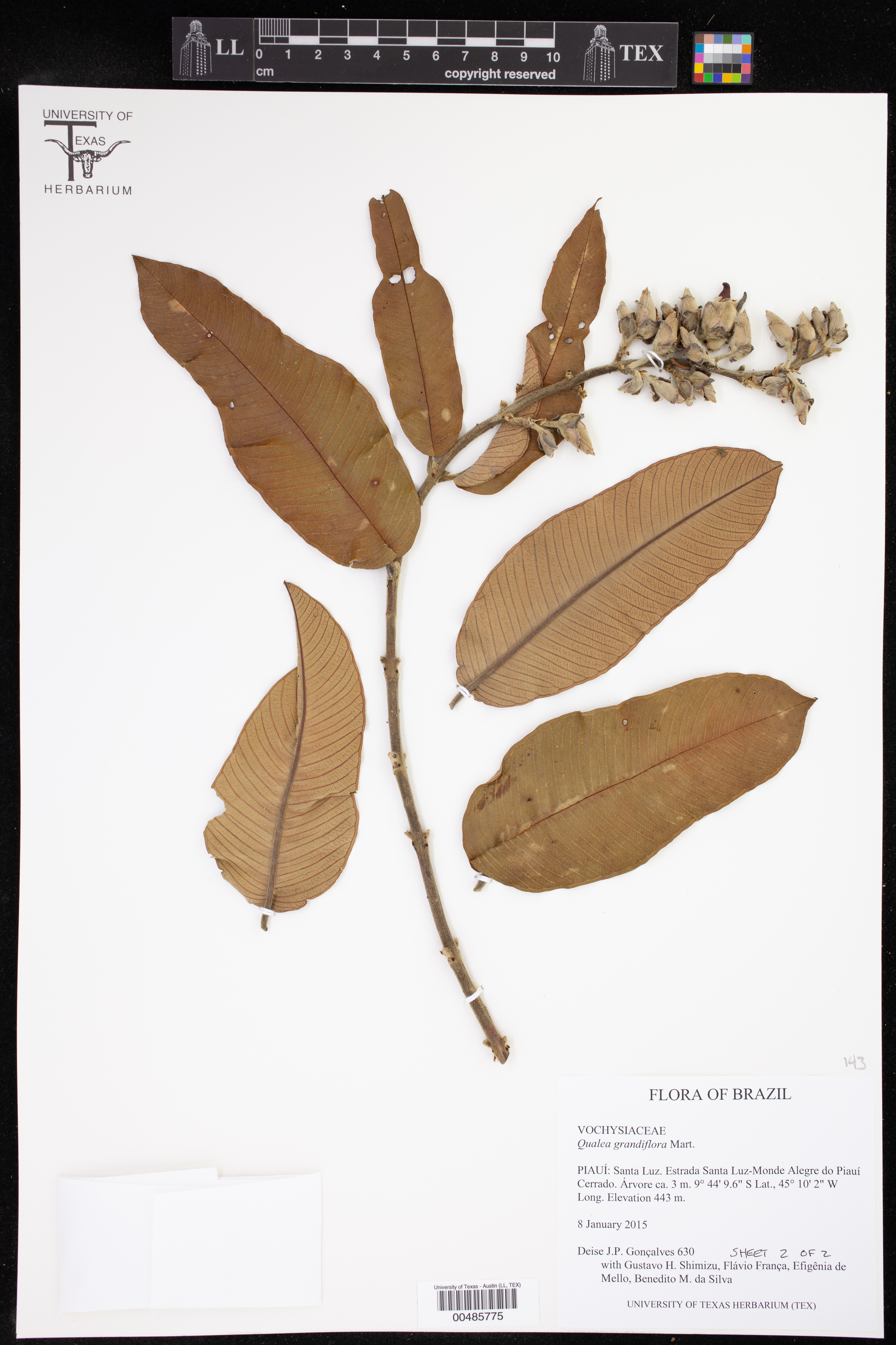 Qualea grandiflora