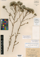 Acourtia fruticosa image