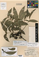 Zanthoxylum caribaeum subsp. caribaeum image
