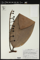 Cavendishia grandifolia image