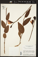 Epistephium sclerophyllum image