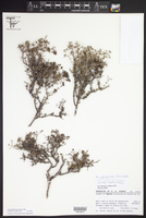 Image of Arcytophyllum fasciculatum
