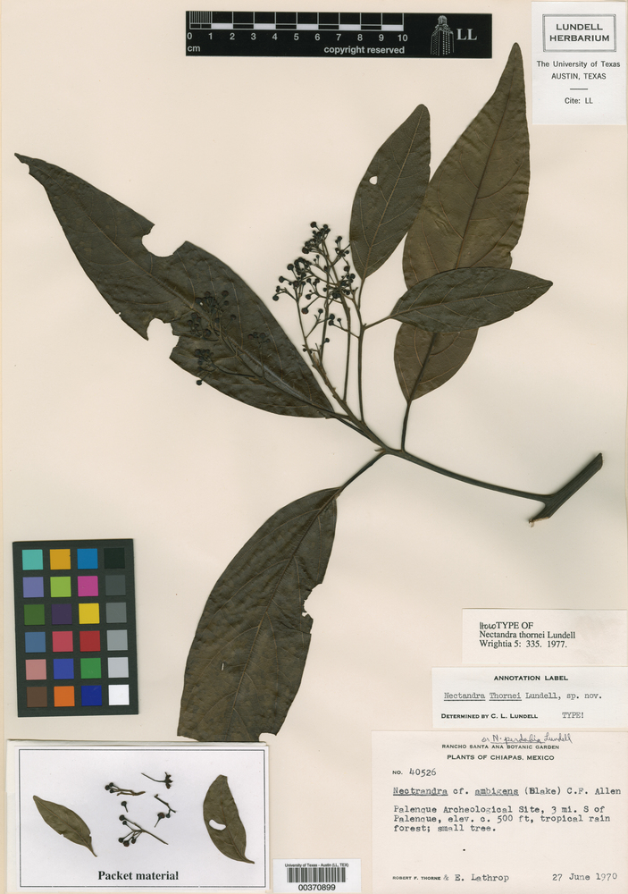 Ocotea magnifolia image