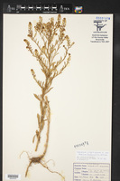 Lepidium virginicum var. menziesii image