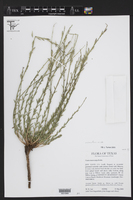Oenothera arida image