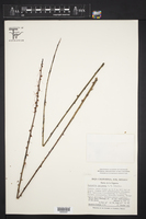 Euphorbia ceroderma image
