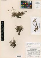 Stephanomeria monocephala image