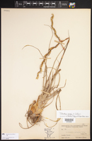 Tillandsia utriculata subsp. pringlei image