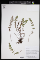 Notholaena grayi subsp. grayi image