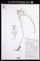 Phyllanthus lindenianus var. leonardorum image
