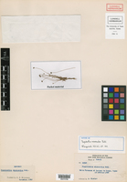 Paepalanthus microcaulon image
