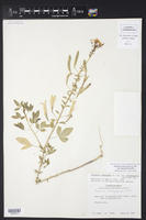 Polanisia dodecandra subsp. riograndensis image
