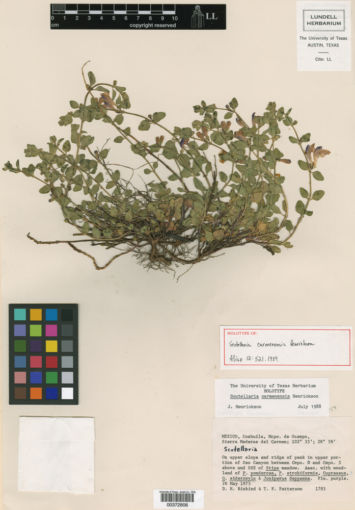 Scutellaria carmenensis image