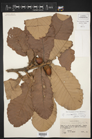 Quercus resinosa image