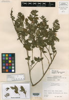 Image of Hybanthus chiapensis