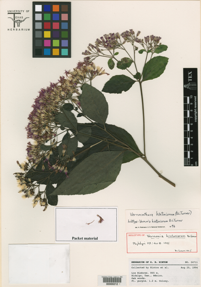 Vernonanthura hintoniorum image