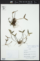 Image of Scaphyglottis panamensis
