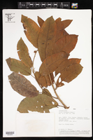 Croton tessmannii image