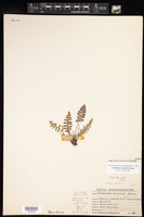 Myriopteris grusziae image