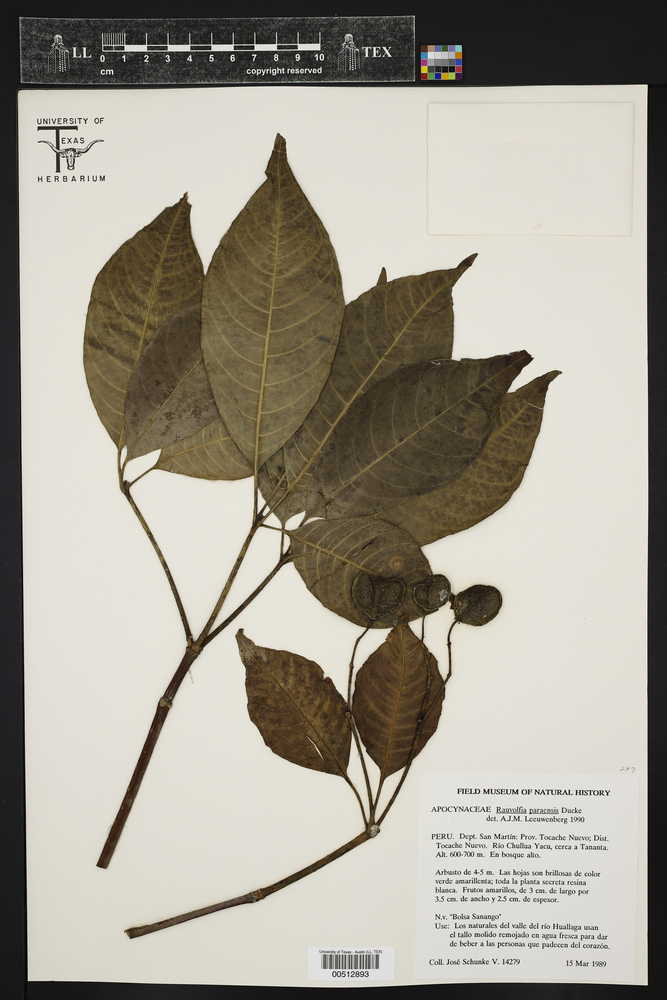 Rauvolfia paraensis image