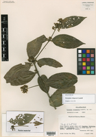 Euonymus chiapensis image