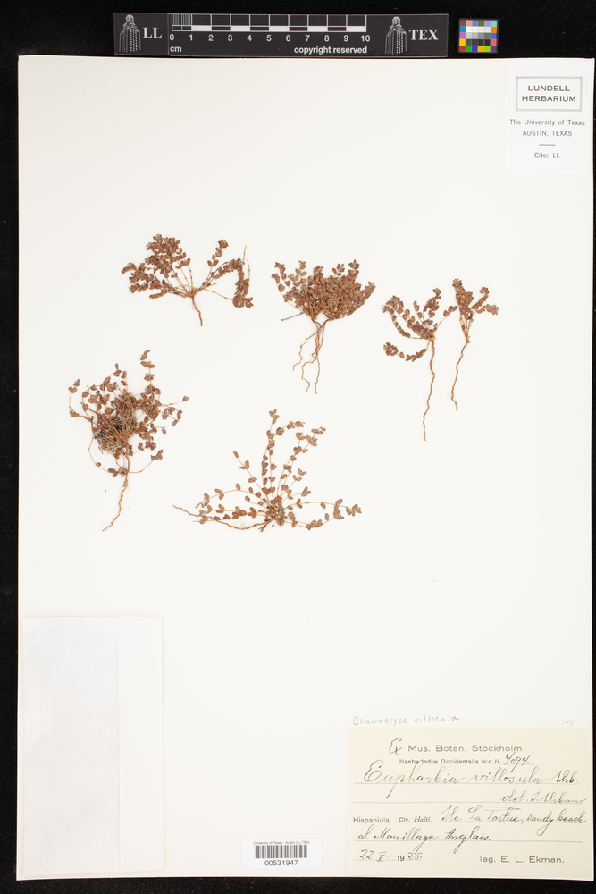 Euphorbia villosula image
