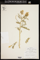 Astragalus lentiginosus var. higginsii image