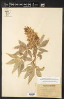Aesculus glabra var. arguta image