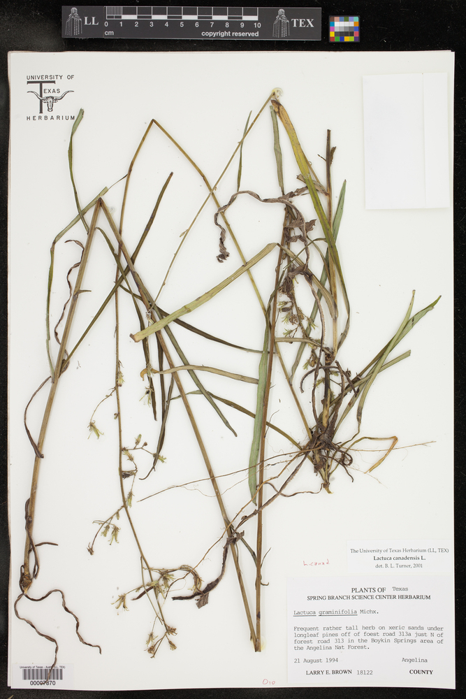 Lactuca graminifolia var. arizonica image