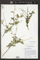 Image of Wissadula parvifolia