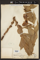 Cypripedium irapeanum image