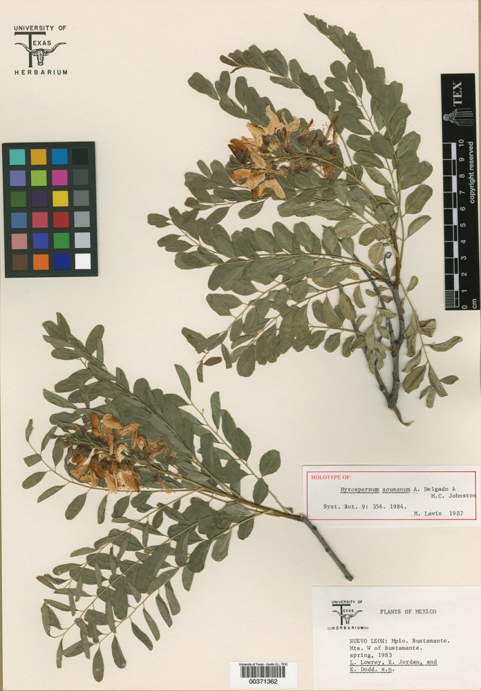 Myrospermum sousanum image