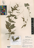 Croton cupulifer image