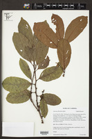 Image of Aporosa ficifolia