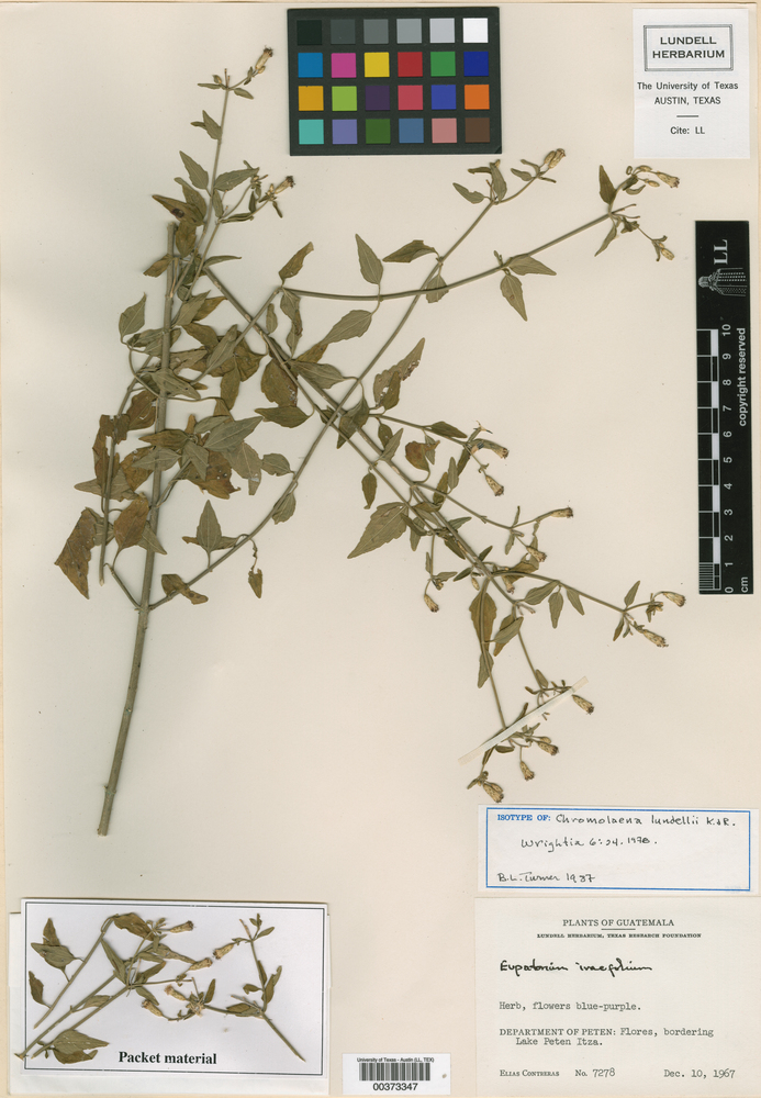 Chromolaena lundellii image