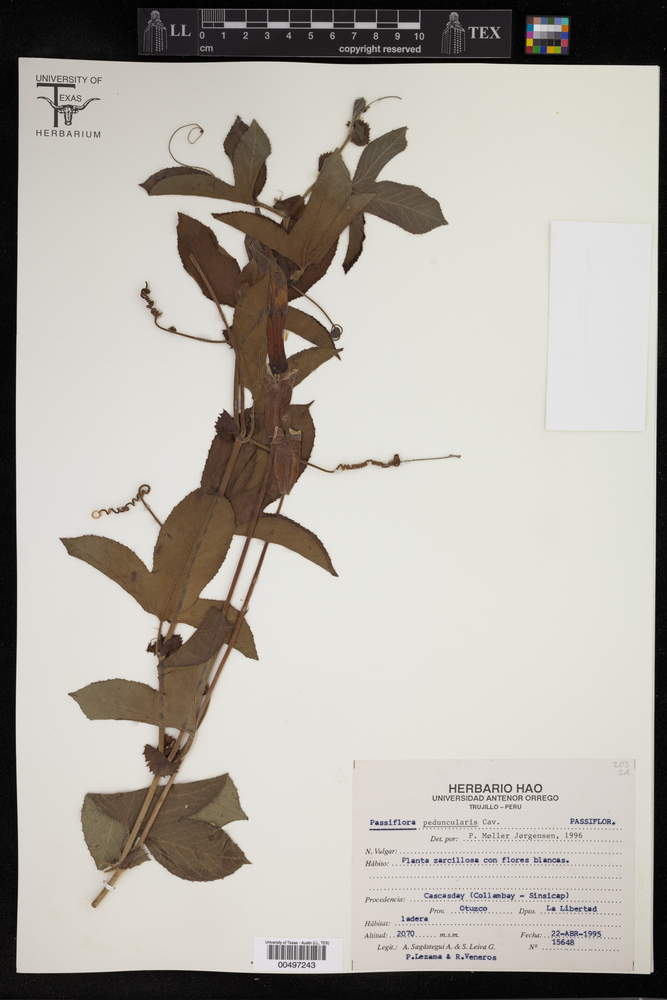 Passiflora peduncularis image