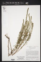 Iva angustifolia var. latior image