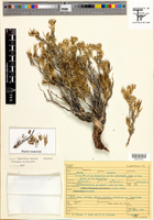 Houstonia teretifolia image
