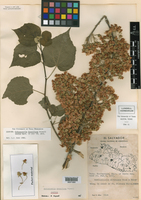 Robinsonella densiflora image