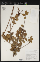 Image of Sphyrospermum munchiqueense