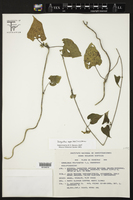 Dictyanthus asper image