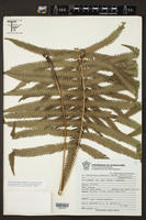 Thelypteris puberula var. sonorensis image