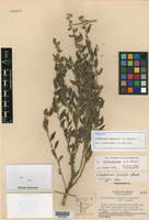 Lithospermum indecorum image