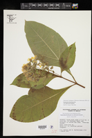 Rumfordia floribunda image