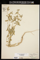 Croton glandulosus var. glandulosus image
