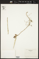 Epidendrum octomerioides image
