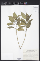 Croton cortesianus image