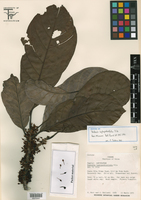 Pouteria leptopedicellata image